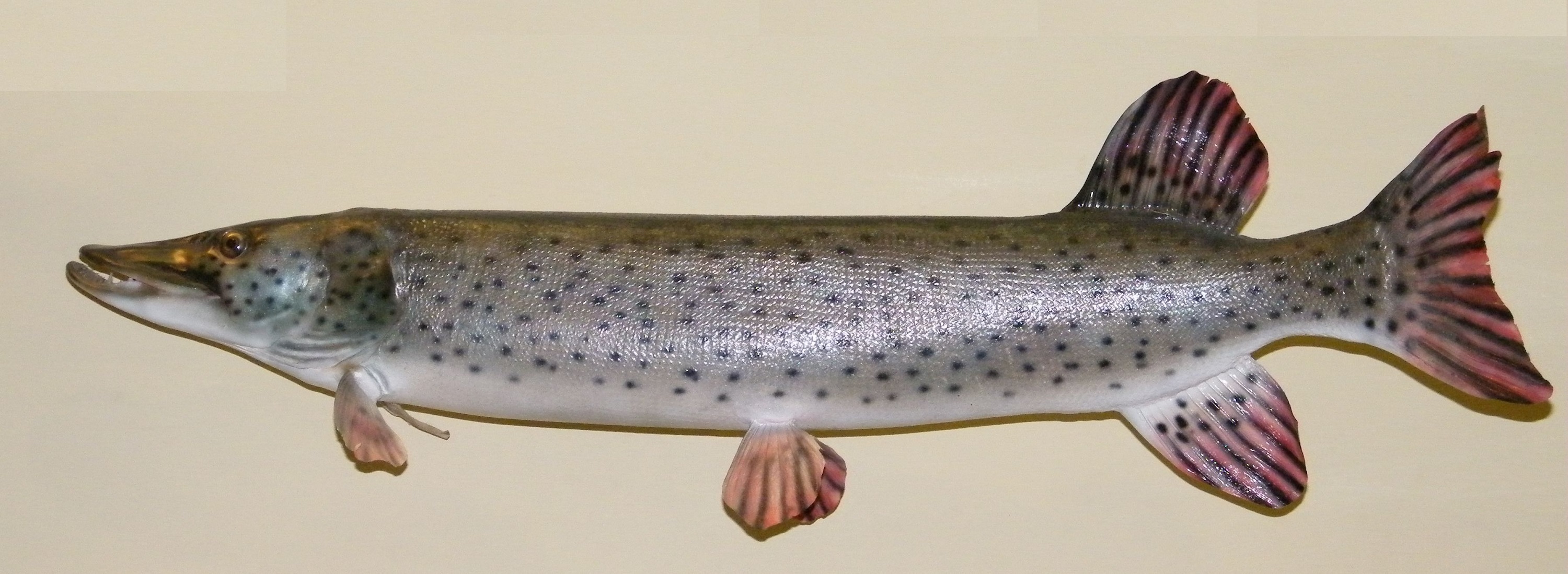 Pike fish, белый Amur, sudak, Juvenile fish, Amur River, Amur, fishing rod,  esox, cyprinidae, Wels catfish